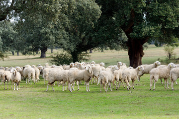 Obraz na płótnie Canvas Flock of sheep grazing