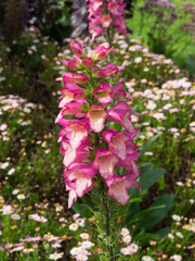 A beautiful of pink foxgloves flower in a spring season at a botanical garden. © arliftatoz2205