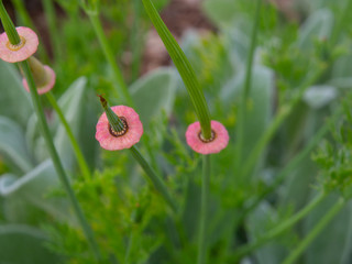 A young flower bud of pink Poppy flower with green leaves in a spring season at a botanical garden.