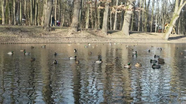 January 1, 2019, Ivano-Frankivsk, Ukraine, wild ducks and a flock of river gulls in the city park are swimming in the lake on a warm winter day