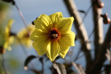 fotografias de plantas y flores varias 