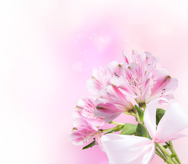 Spring flower isolated on white background. Valentine day 