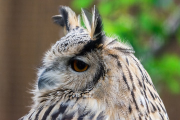 Close up Eurasian Eagle Owl (Bubo bubo) face with orange eye.