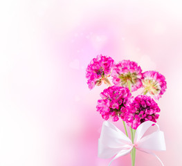 Obraz premium Spring flower isolated on white background. Valentine day 