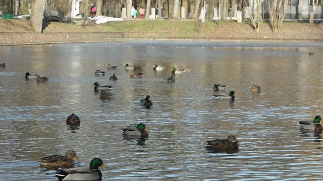 Wild ducks in the city park are swimming in the lake on a warm winter day