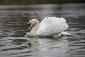 Obraz premium Höckerschwan
