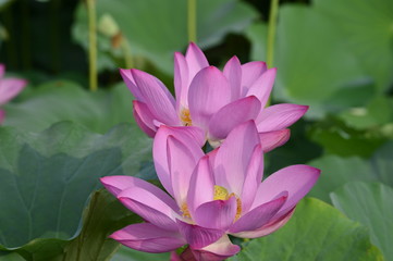 Blooming lotus flowers in the park