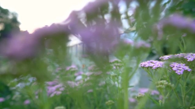 Camera Moving Through Flower Field And Pushing Away Flowers - Insect Flying Point of View
