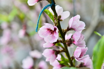 In full bloom in the peach blossom