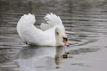 Obraz premium Höckerschwan