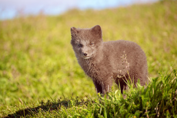 Fototapeta premium Arctic fox cub