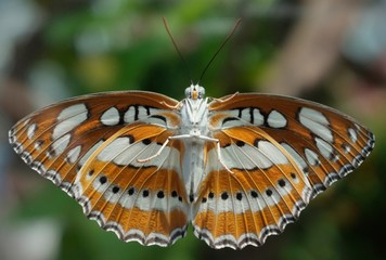 closeup view of a butterfly