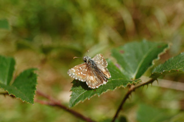 Schmetterlinge Deutschlands - Kleiner Würfeldickkopf