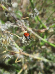 fotografias de insectos varios 