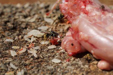 fotografias de insectos varios 