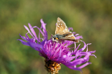 Schmetterlinge Deutschlands - Kleiner Würfeldickkopf