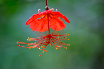 Hibiscus grandidieri tropical red flowering plant, beautiful flowers in bloom, also called Red Chinese Lantern Hibiscus