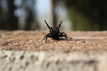 fotografias de insectos varios 