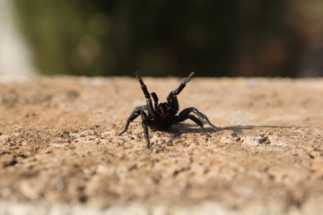 fotografias de insectos varios 