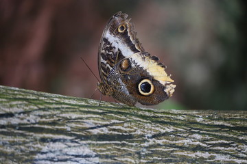 fotografias de insectos varios 