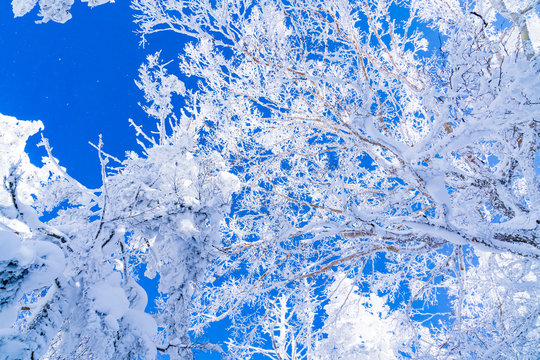 風景物語（志賀高原の冬） © camera papa
