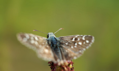 Fototapeta na wymiar Schmetterlinge Deutschlands - Kleiner Würfeldickkopf