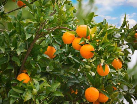 Fresh oranges growing on orange tree