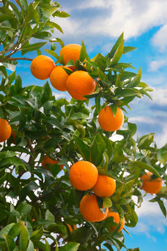 Fresh oranges growing on orange tree