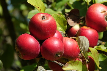 Äpfel an einem Apfelbaumn