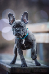 French bulldog puppy on a bench