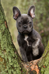 French bulldog puppy sitting on a fork © DoraZett