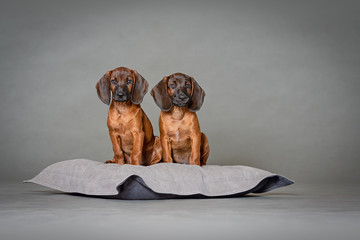 zwei braune Schweißhund Welpen sitzen entspannt auf grauem Kissen vor neutralem Hintergrund und gucken in die Kamera