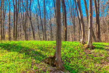 fresh nature of green forest in the spring 