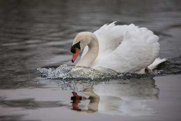 Höckerschwan © Alexander von Düren