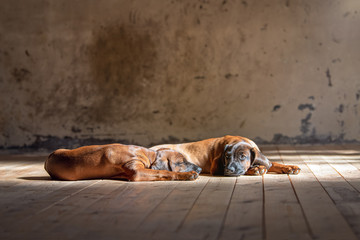 zwei braune Hundewelpen liegen entspannt auf Holzboden in der Sonne