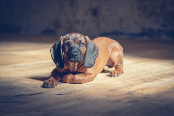 Schweißhund Welpe liegt mit Blick in die Kamera auf Vintage Holzboden 
