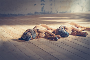 Schweißhund Welpen liegen zusammen kuschelnd auf Holzboden