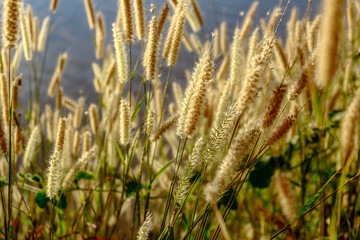 Obraz premium Beautiful scenery of nature