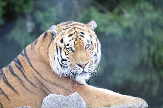 fotografias de animales varios 