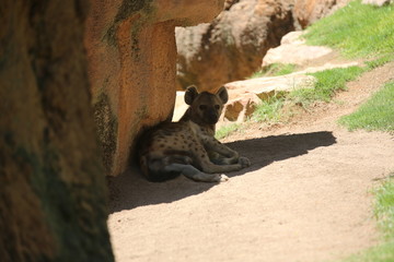 fotografias de animales varios 