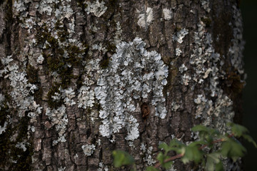 Fototapeta premium Flechte auf Baumrinde