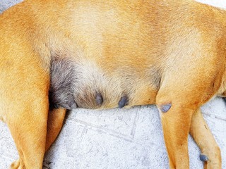 Close up belly and bosom of brown dog sleeping on the concrete floor - Pet concept 