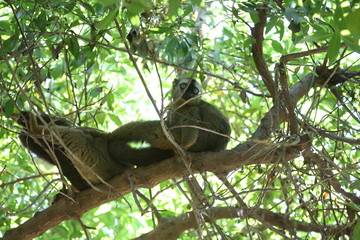 fotografias de animales varios 