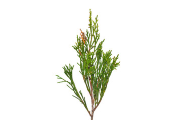 thuja isolated on white background