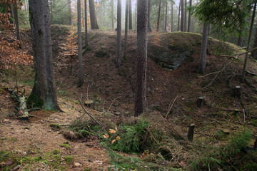 Wald im Dezember
