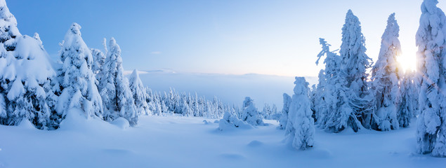 Winter snowy spruce tree forest panoramic view