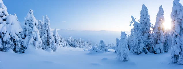 Winter schneebedeckter Fichtenwald Panoramablick © Jag_cz