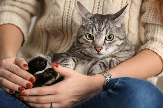 Cute Cat With Owner At Home