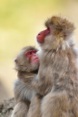 The Japanese macaque