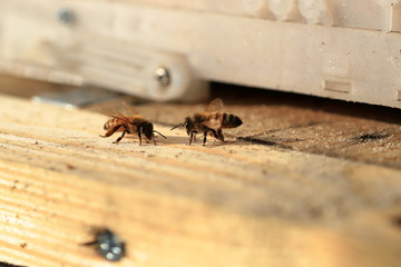 Japanese honey bee